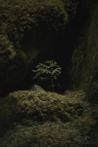 Дебри Ленинградской области