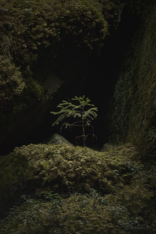 дебри, чаща, леший, карельский перешеек, карелия, тайга, дремучий лес, камни, скалы, скальный лес, хийси, ленинградская область, выборг, каменногорск, пригороды петербурга Дебри Ленинградской области фото превью