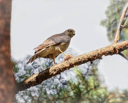 суровый взгляд