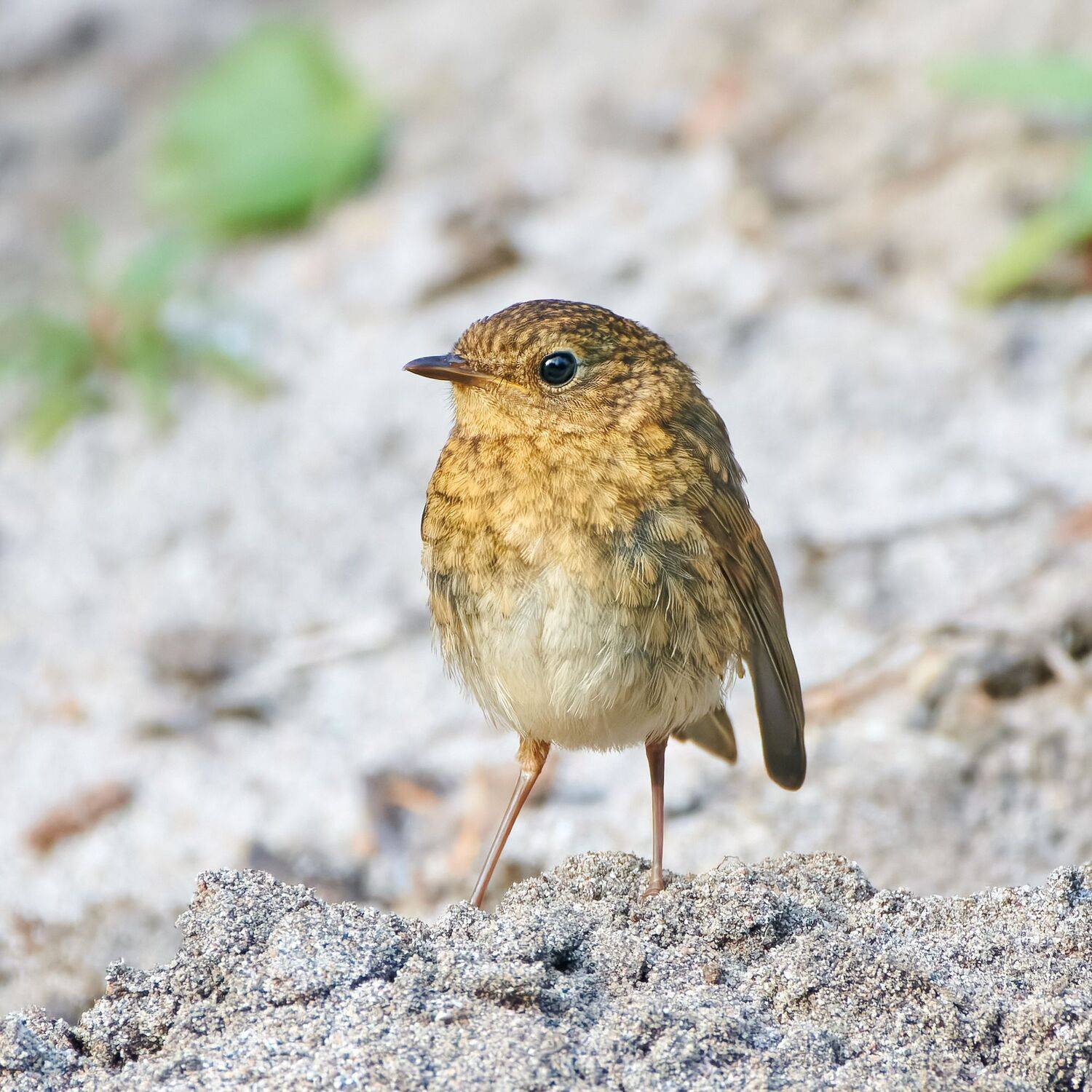 #bird, #wildlife, #nature, #birdphotography, Александр Семенов
