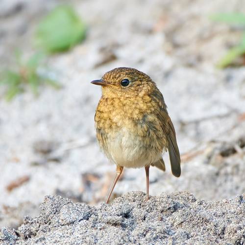 Наглая пузатая мелочь