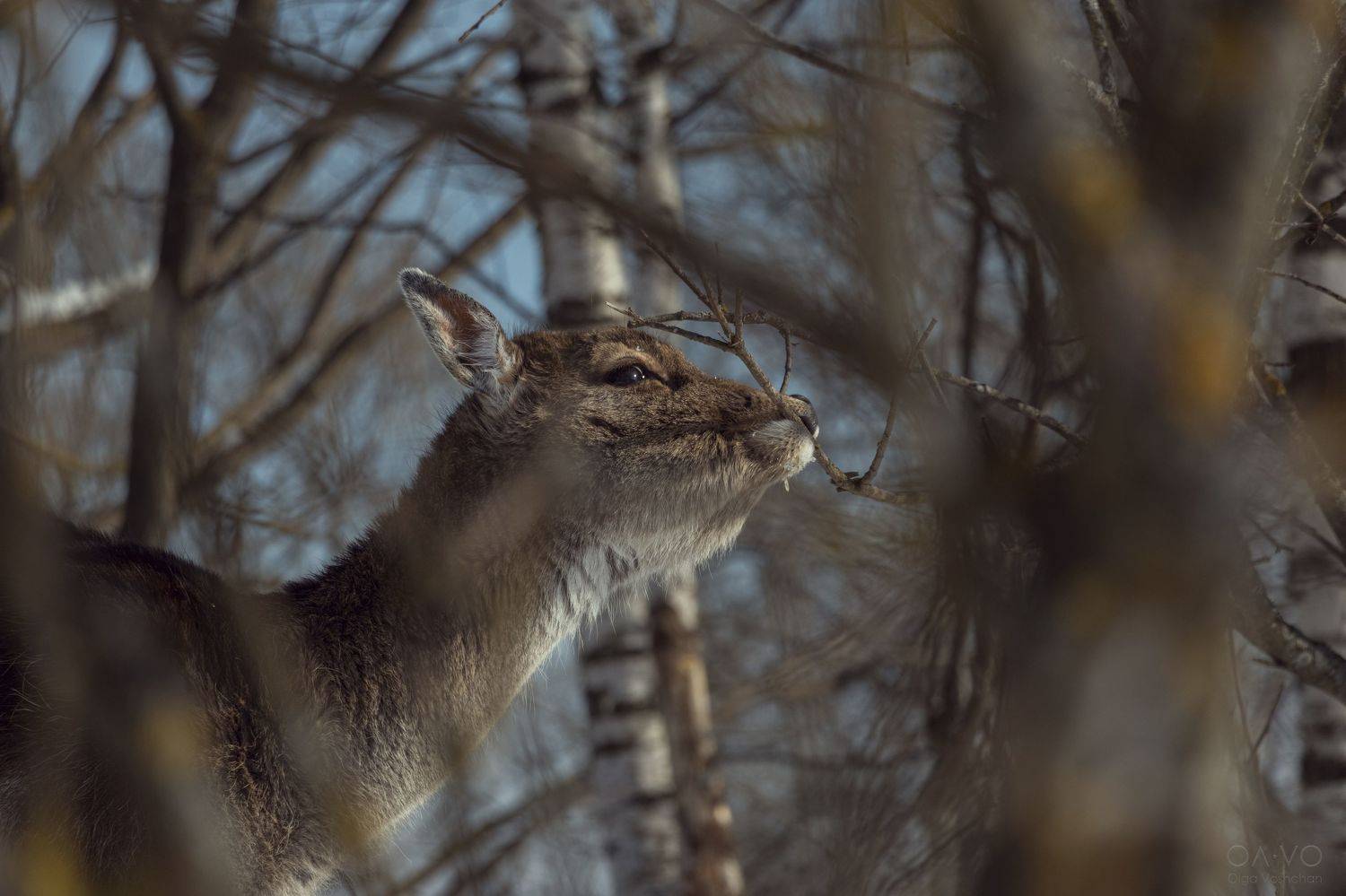  природа, олень, оленёнок, лань, животные, зима, лес, Россия, nature, deer, fawn, animal, animals, winter, Вощан Ольга