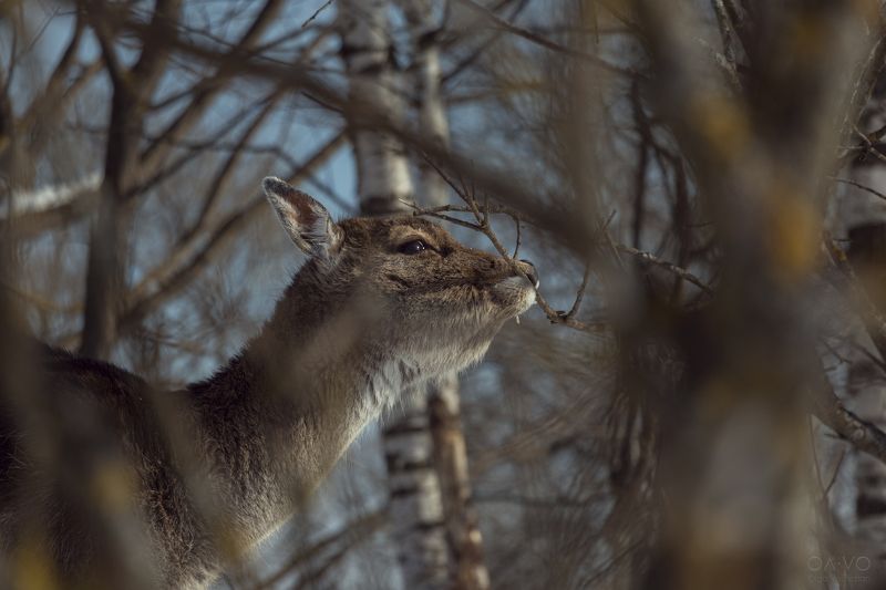 природа, олень, оленёнок, лань, животные, зима, лес, Россия, nature, deer, fawn, animal, animals, winter Оленёнок - очень нежный ребёнок фото превью