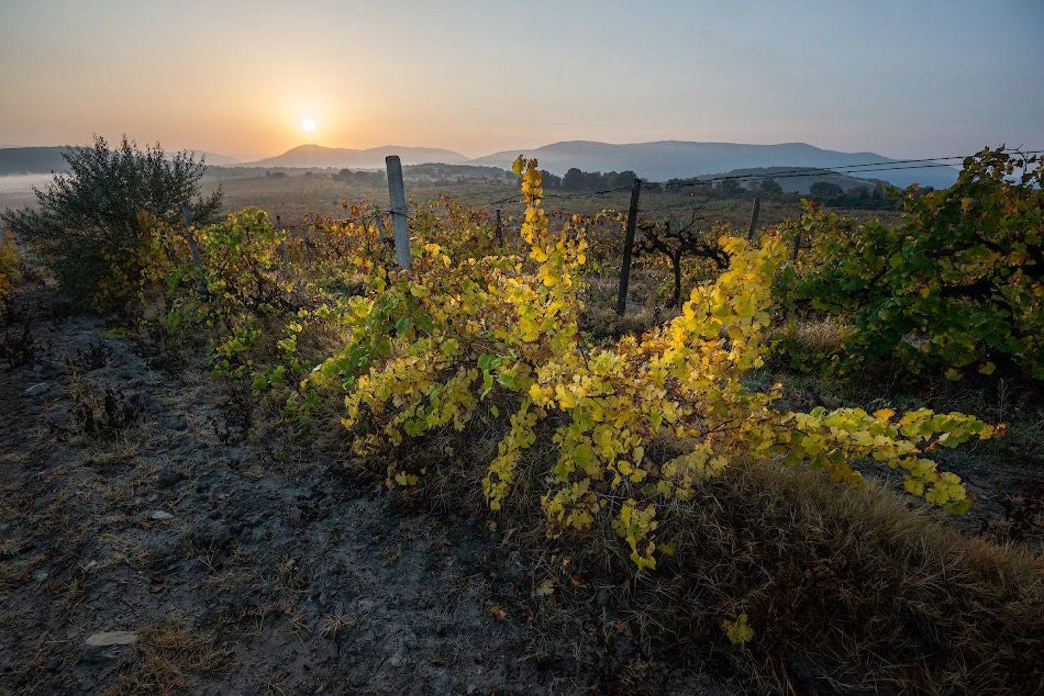 , Андрей Гусаченко