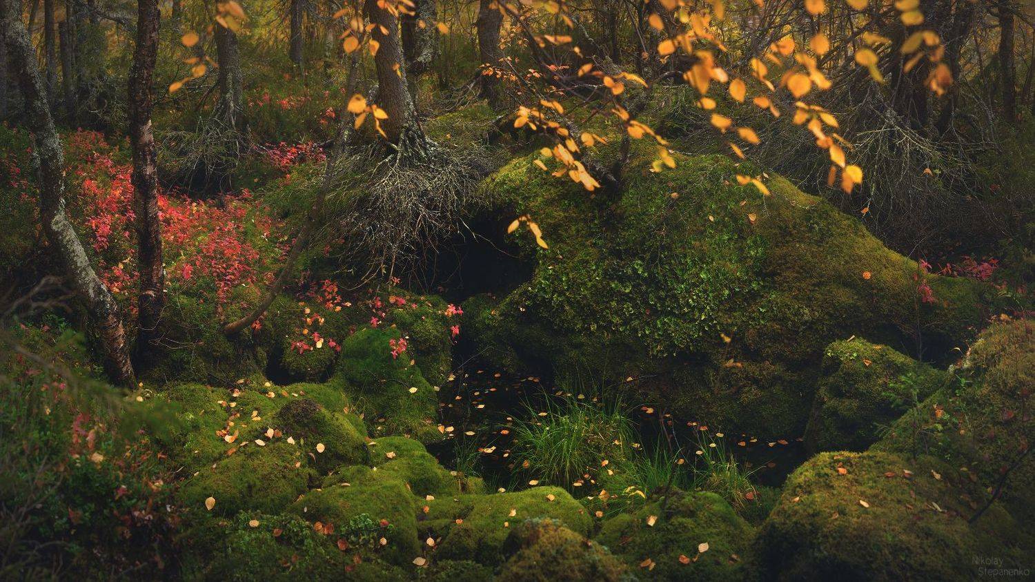 ловозерские тундры, луяврурт, сейдозеро, кольский полуостров, осень, тайга, озеро, лес, Николай Степаненко