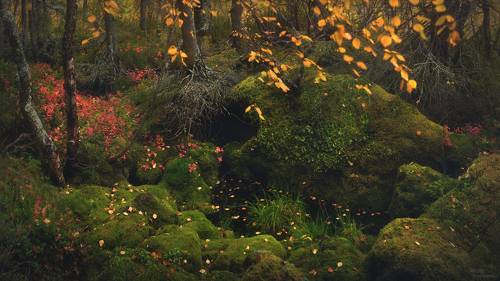 Таёжная мозаика