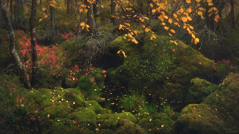 ловозерские тундры, луяврурт, сейдозеро, кольский полуостров, осень, тайга, озеро, лес Таёжная мозаика фото превью