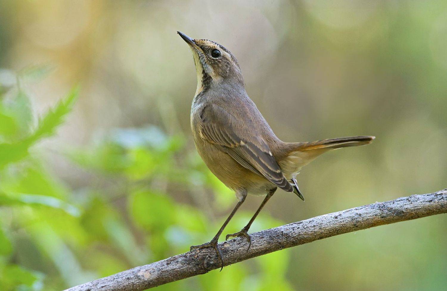 варакушка,самка,поза, Иван