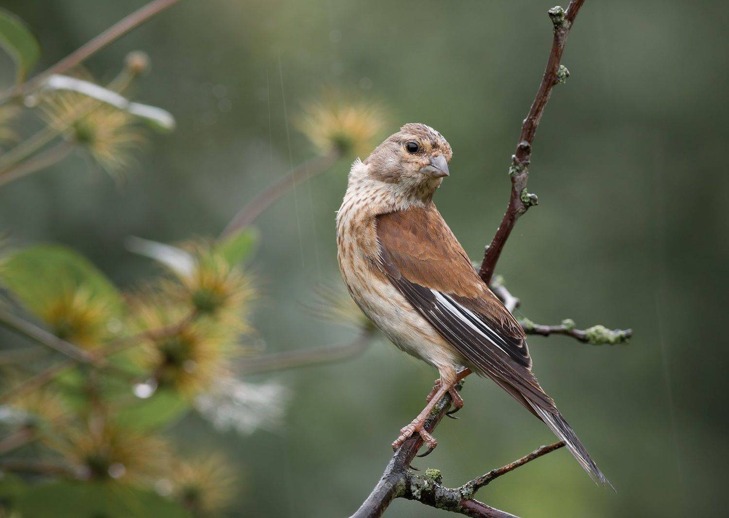 коноплянка, реполов, вьюрковые, Юрий Андреев
