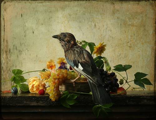 Натюрморт с мокрой сойкой