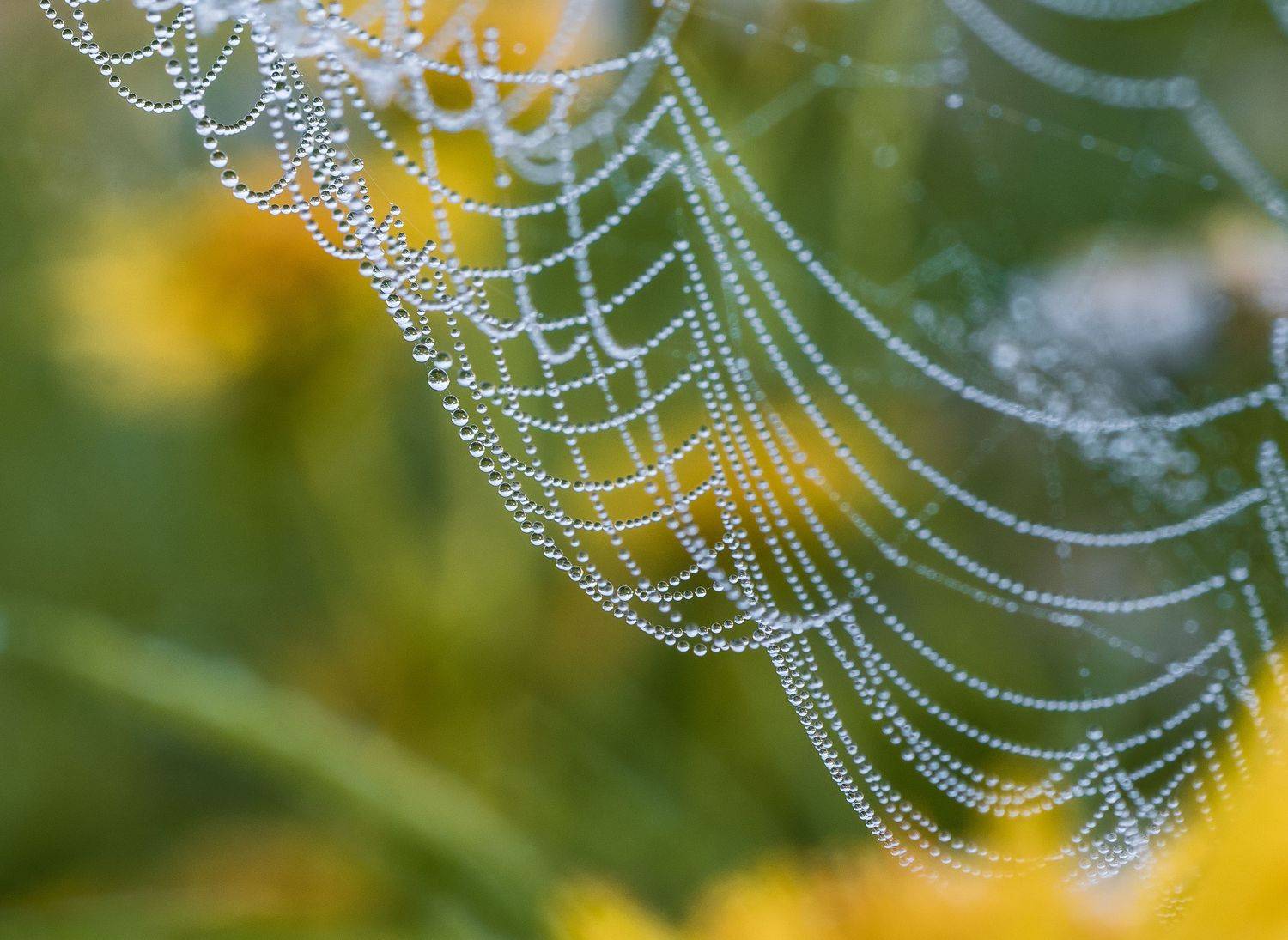 , Роман Зайцев