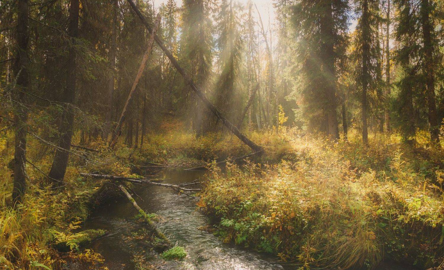 печора, лес, север, Игорь Подобаев