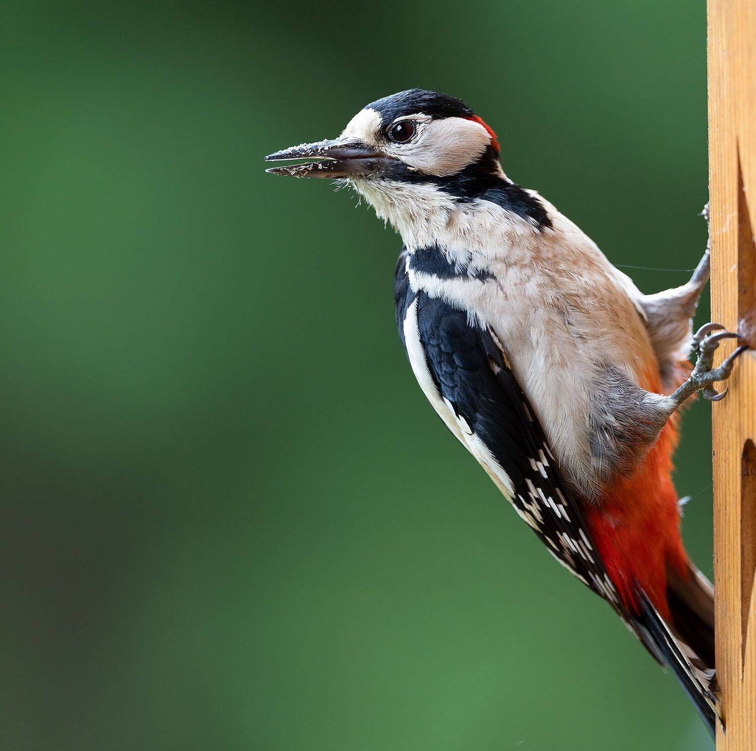 дятел, красавец, любопытство, природа, bird,pecker, nature, Yulia Stukalova