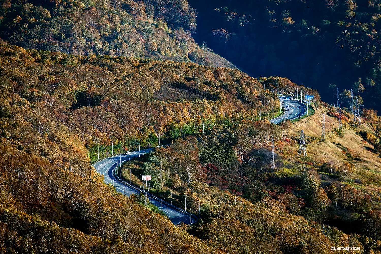 дорога, лес, Дмитрий Уткин