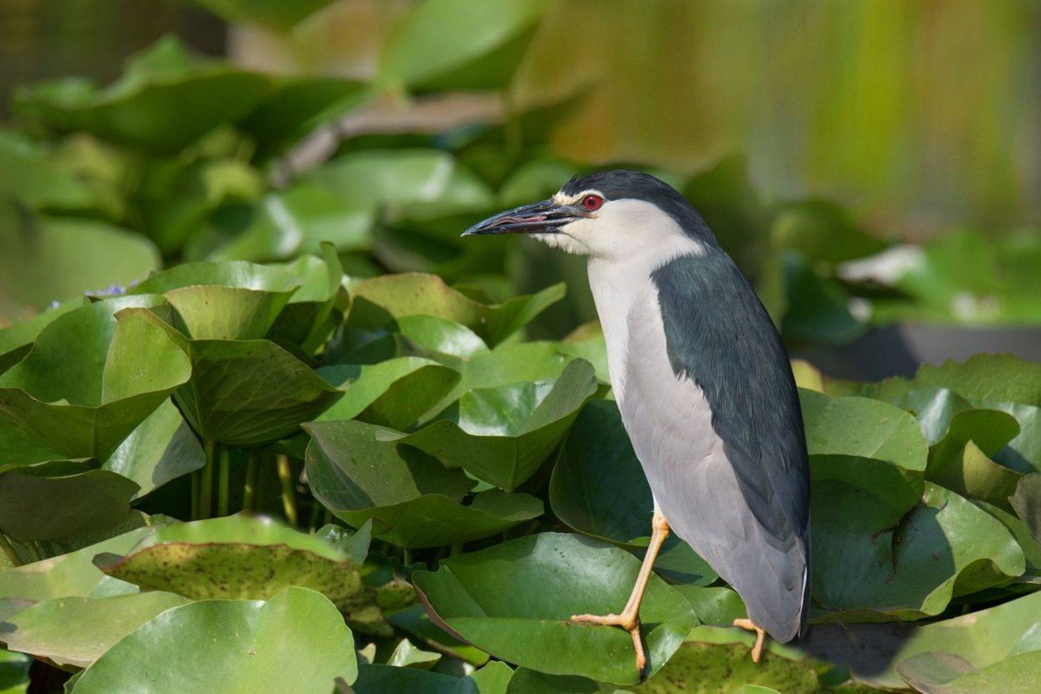 , Людмила Бекман