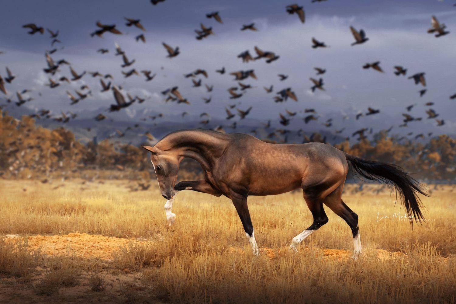 Лошади, лошадь, поле, горы, осень, horse, horses, Макари Лия