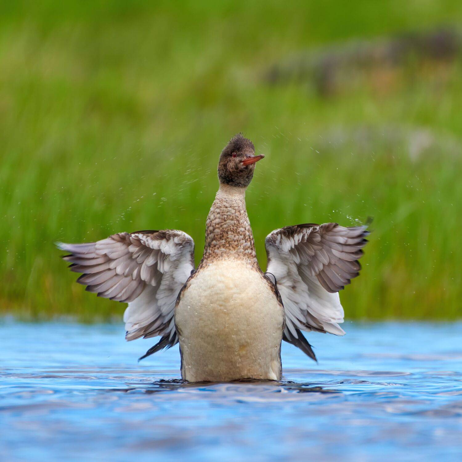 #bird #wildlife #nature #birdphotography, Александр Семенов