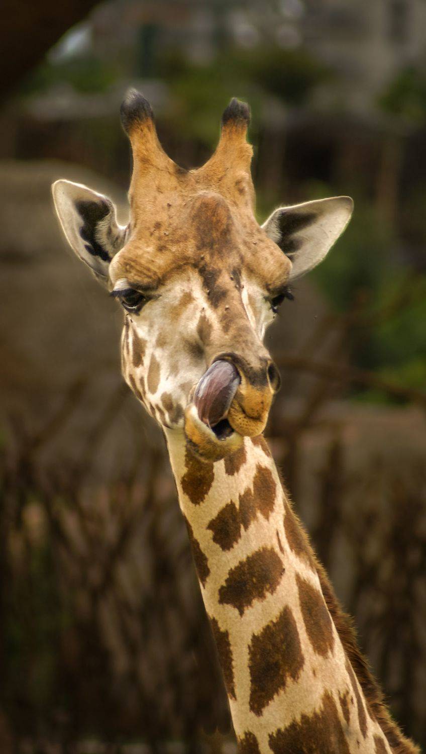 , Максимова Дария