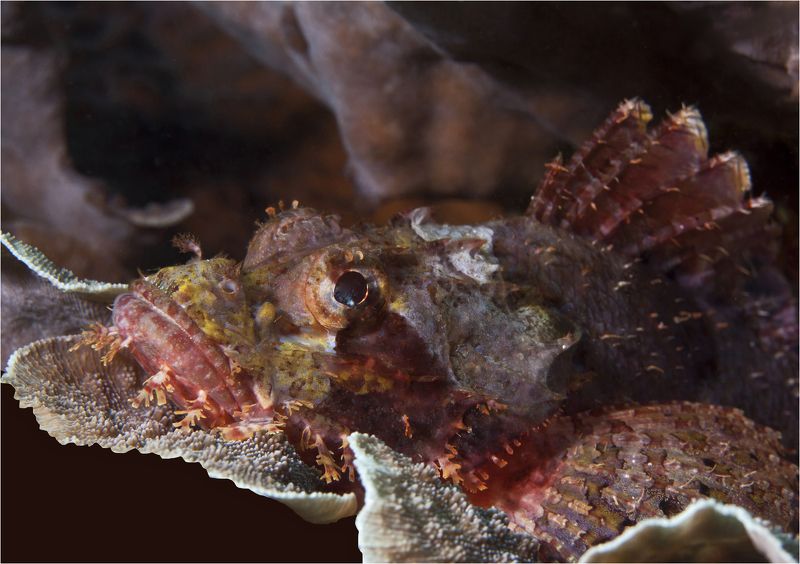 филиппины, минданао,рыба камень каменный мечтатель фото превью