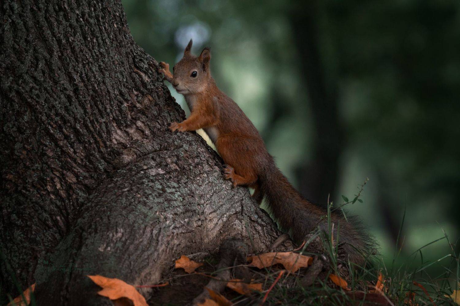 природа, лес, поля, огороды, животные, птицы, макро, Посевич Дмитрий