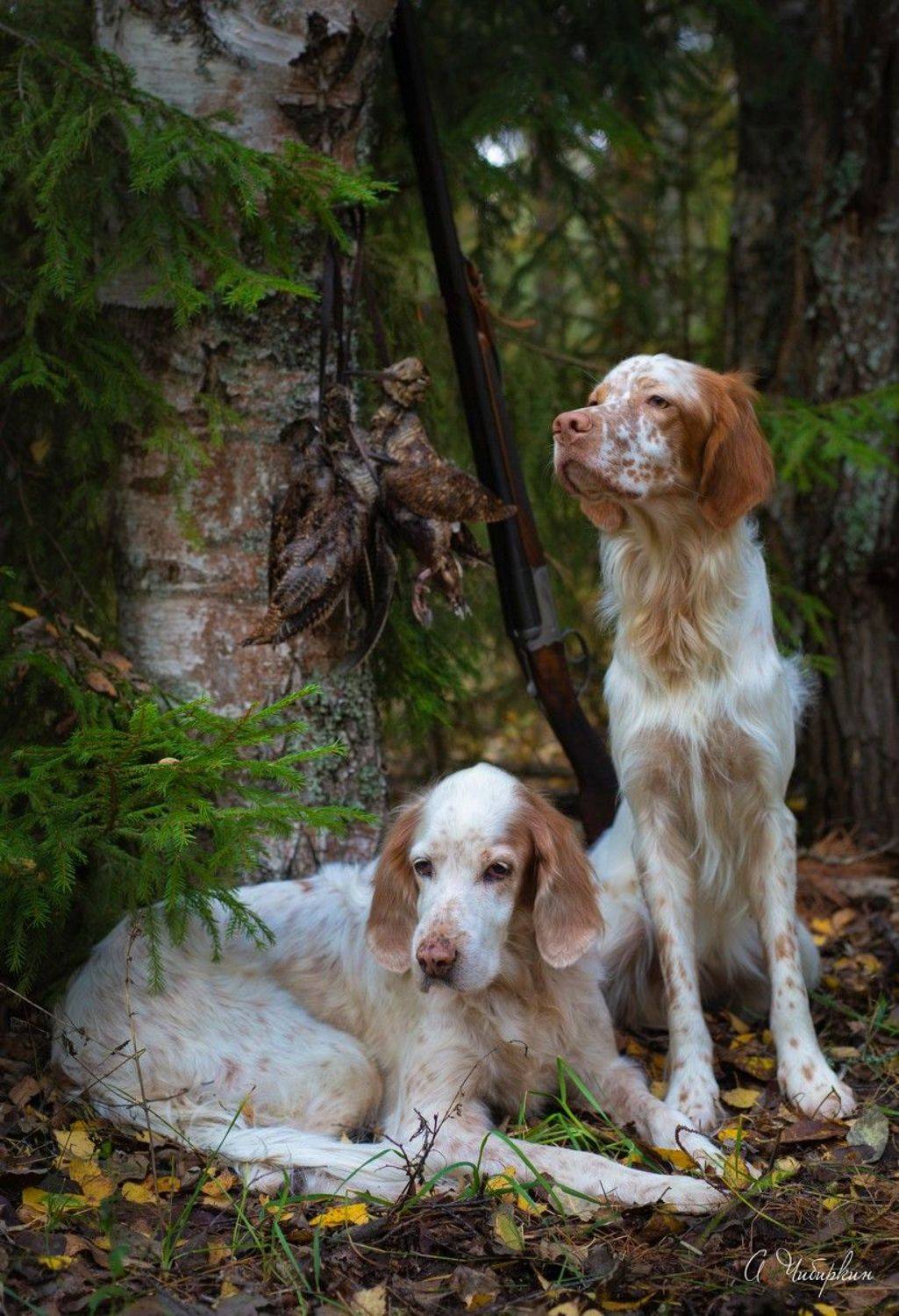 английский_сеттер, портрет, охота, Александр Чибиркин
