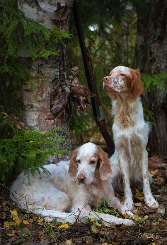 английский_сеттер, портрет, охота Портрет на охоте фото превью
