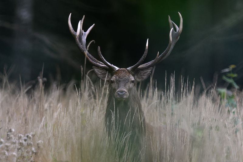 Briedis фото превью