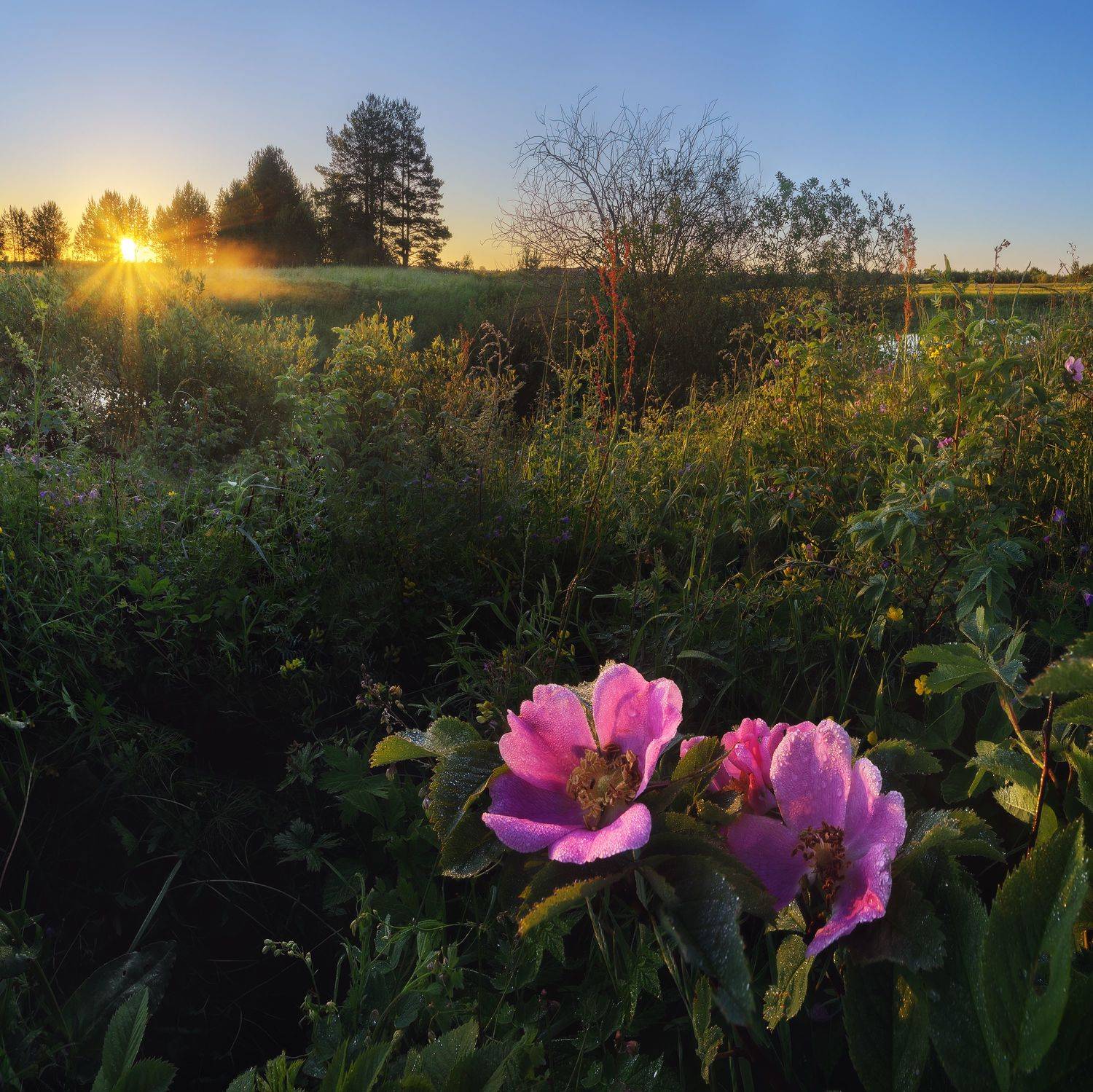 пейзаж, рассвет, лето, цветы, роса, утро, sunrise, rosehip, landscape, fog, morning, sun, Чаланов Иван