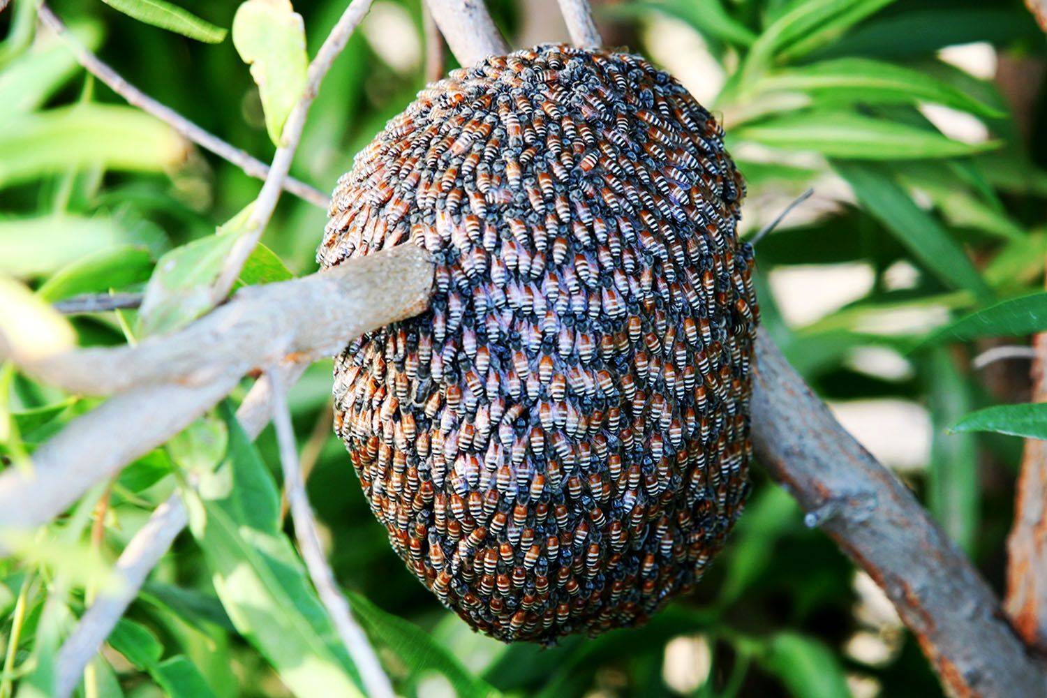 , mehdi karimi souderjani