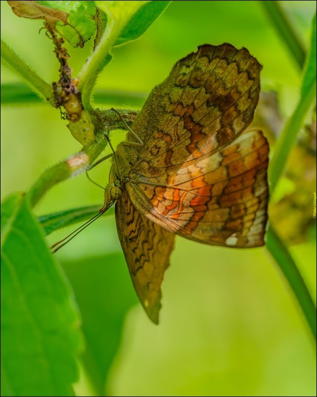 Common castor фото превью