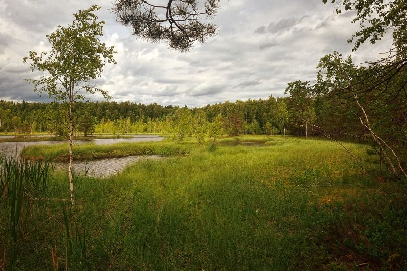 В лесной тиши фото превью