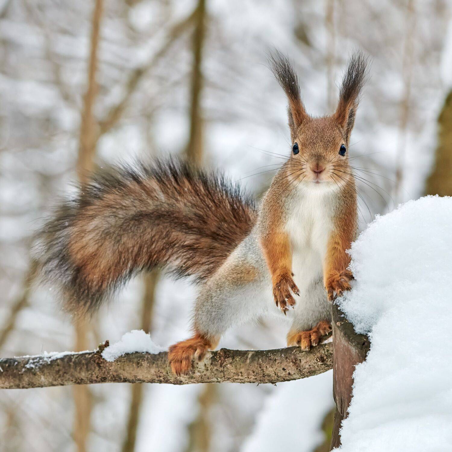 #animal #wildlife #nature #wildlife_photography, Александр Семенов