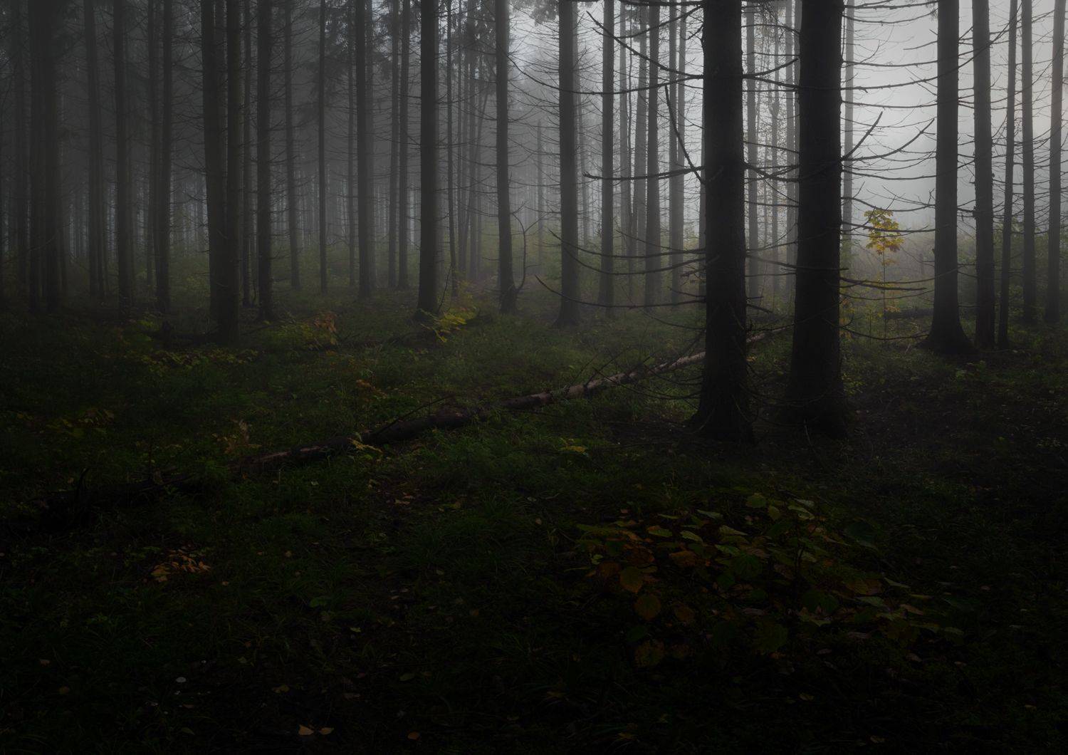 лес, свет, утро, природа, Баранов Олег