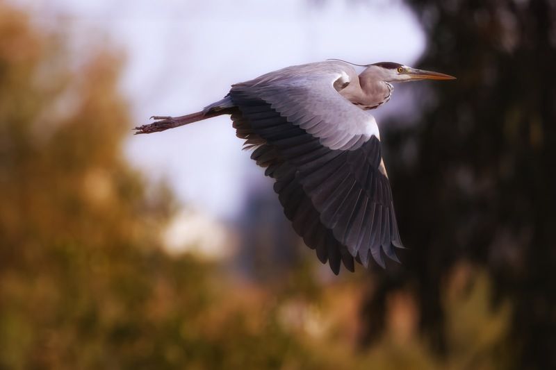 Grey heron  фото превью