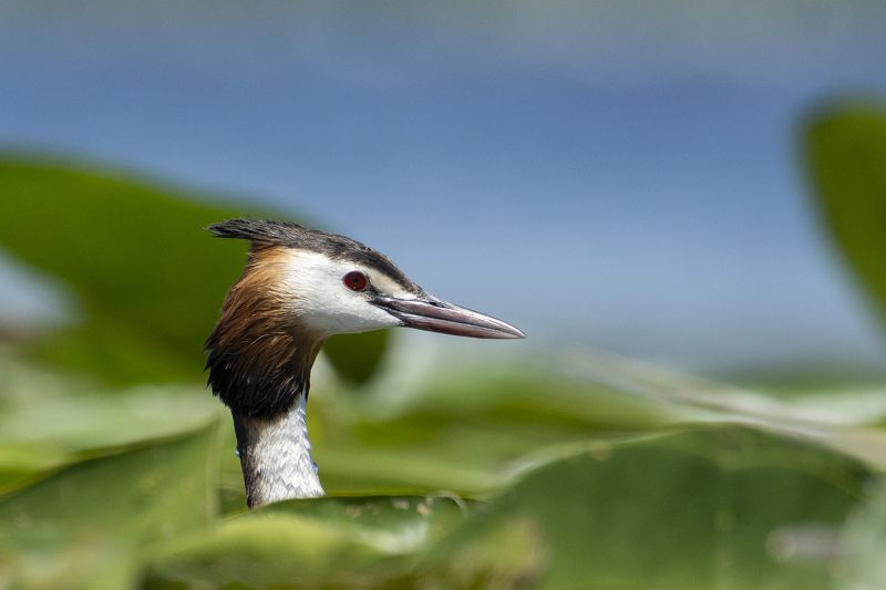 фото превью
