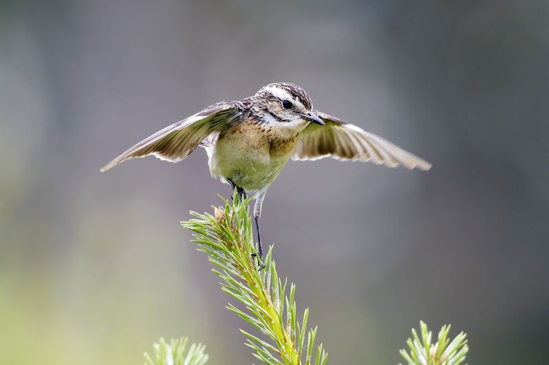 Луговой чекан фото превью