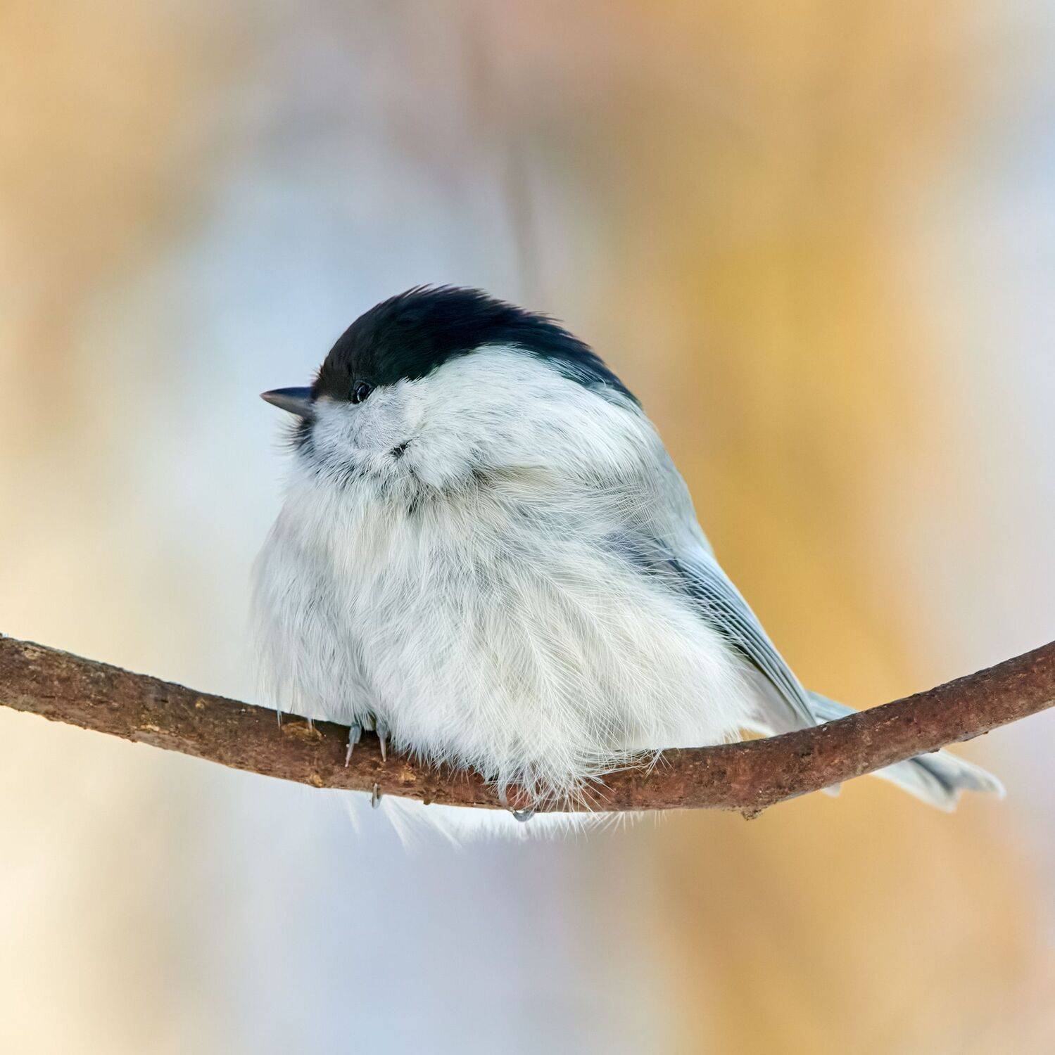 #bird #wildlife #nature #birdphotography, Александр Семенов