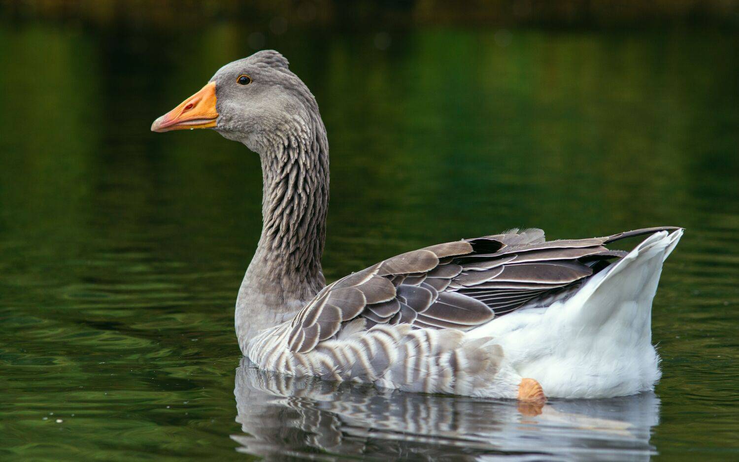 , Юрий Вертиков