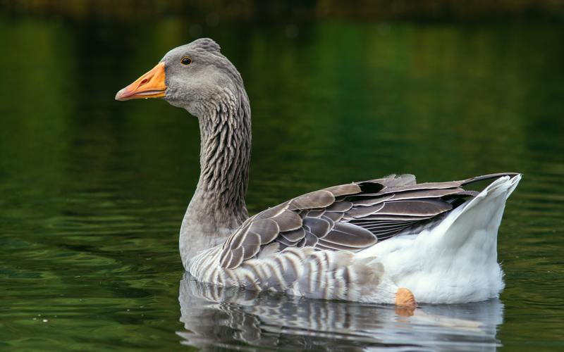 Гусь фото превью