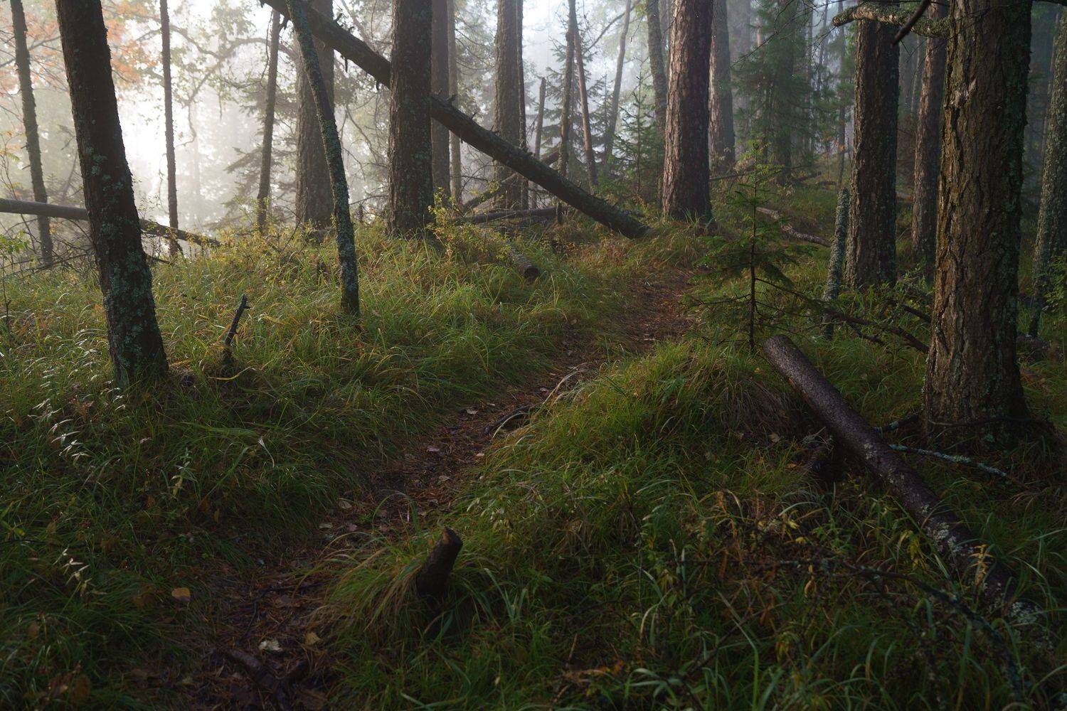 столбы, красноярские, пейзаж, красиво, лето, туман, заповедник, август, хайкинг, тревел, туризм, Александр Нерозя