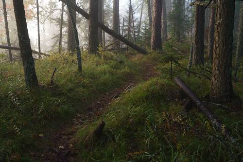Позднее лето в лесу