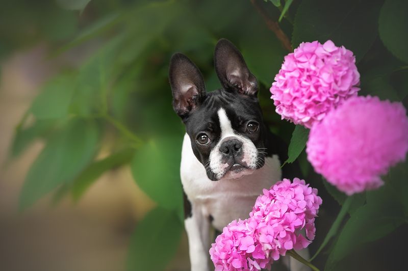 собаки домашние животные Бостон терьер фото превью