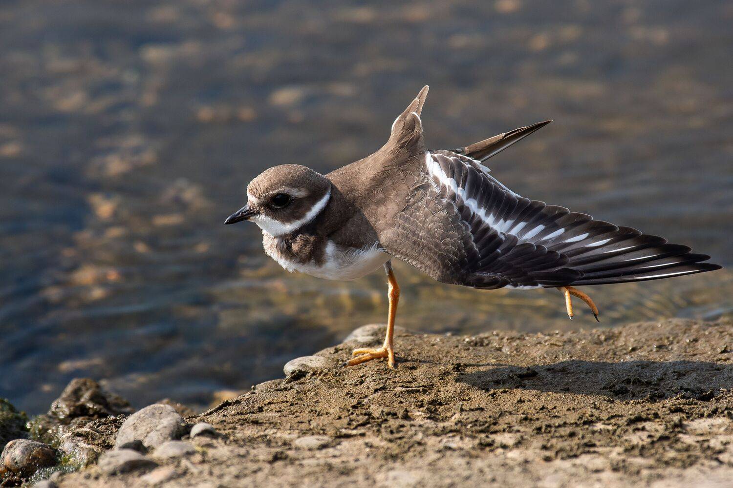 Charadrius hiaticula, ringed plover, wildlife, volgograd, russia, wbird, birds, birdswatching, , Сторчилов Павел