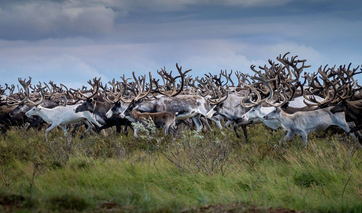 стадо, олень, олени, тундра, северные олени, нд, север, русский север, арктика, herd, deer, deer, tundra, reindeer, north, russian north, arctic, русский север нд, Nadezhda Demkina