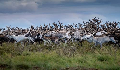 Бегущие по тундре...