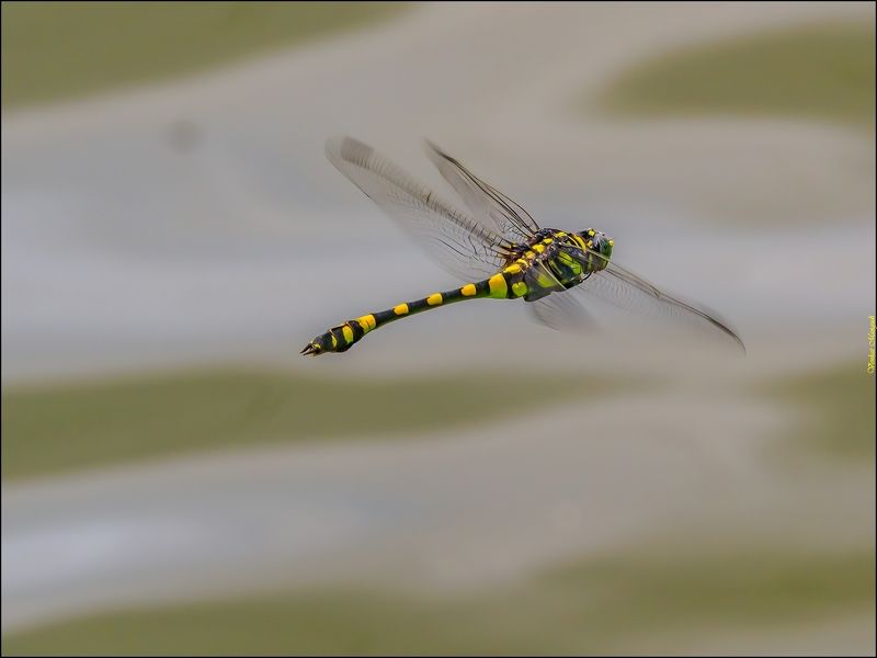 Common clubtail male фото превью