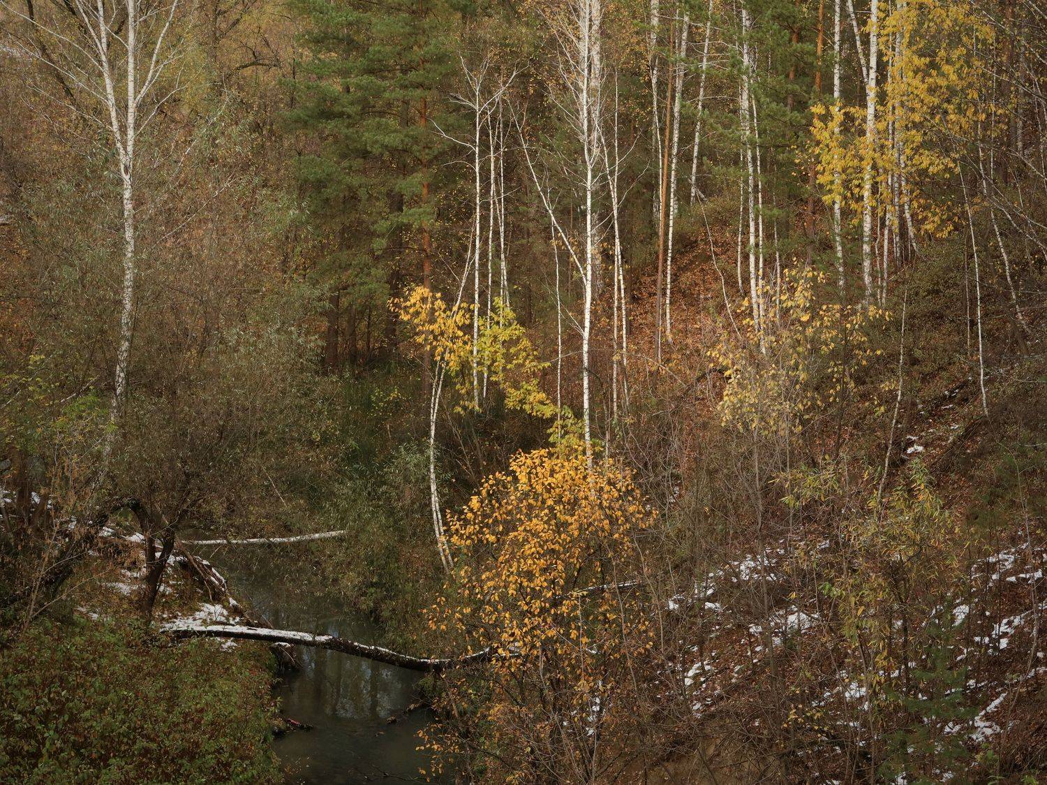 дендропарк,овраг,осень,ручей, Козлова Галина