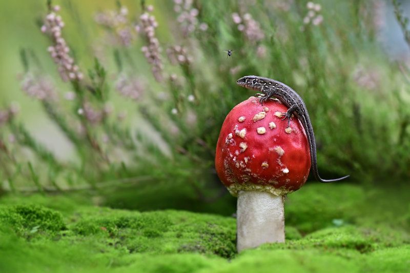 фото превью