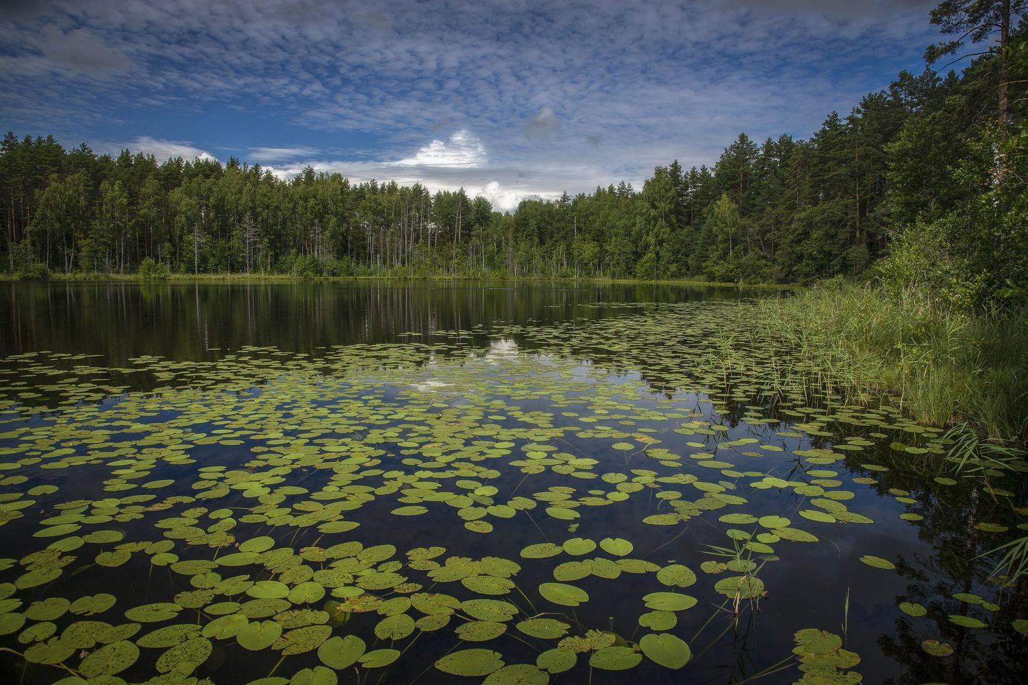 тверская область, Гусева Елена