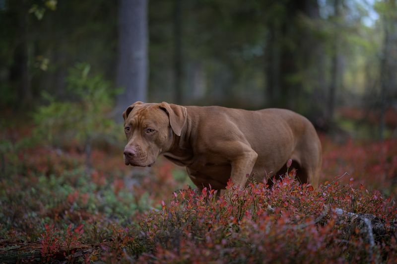 юта, питбуль, pitbull, apbt, собака, собаки Тихая охота фото превью